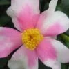 Yume Camellia Sasanqua - 3 Gallon Pot -Wilson Bros Gardens Camellia Yume 1