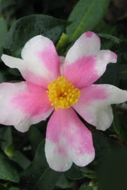 Yume Camellia Sasanqua - 3 Gallon Pot 13 Yume Camellia Sasanqua - 3 Gallon Pot -Wilson Bros Gardens Camellia Yume 2