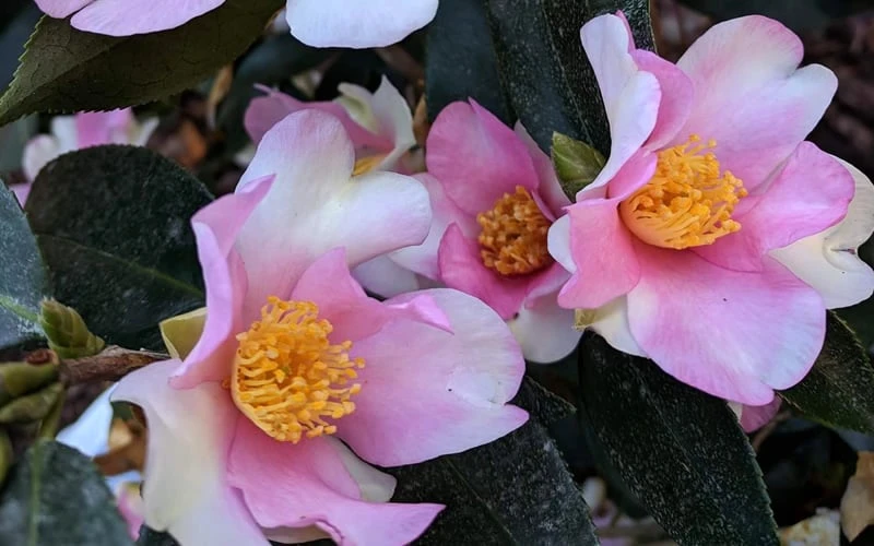 Yume Camellia Sasanqua - 3 Gallon Pot 6 Yume Camellia Sasanqua - 3 Gallon Pot - Image 4
