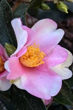 Yume Camellia Sasanqua - 3 Gallon Pot 12 Yume Camellia Sasanqua - 3 Gallon Pot -Wilson Bros Gardens Camellia Yume 7