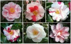 Lady Vansittart Multicolor Camellia Japonica - 3 Gallon Pot -Wilson Bros Gardens CamelliaLadyVasittart 2