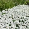 Tahoe Candytuft - Iberis Sempervirens - 10 Count Flat Of Quart Pots 1 Tahoe Candytuft - Iberis Sempervirens - 10 Count Flat Of Quart Pots -Wilson Bros Gardens Candytuft Tahoe 4