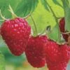 Caroline Raspberry - 2 Gallon Pot 1 Caroline Raspberry - 2 Gallon Pot -Wilson Bros Gardens Caroline Raspberry 1 1