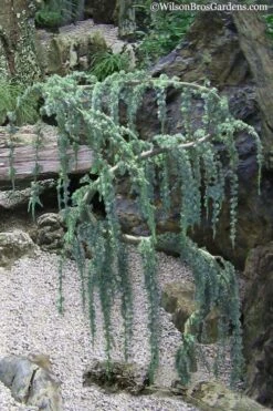 Serpentine Weeping Blue Atlas Cedar - 5 Gallon Pot -Wilson Bros Gardens Cedar Blue Atlas Serpentine 10