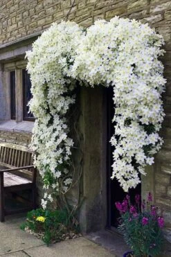 Avalanche Evergreen Clematis - 2 Gallon Pot -Wilson Bros Gardens Clematis Avalanche 7