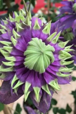 Taiga Clematis - 2 Gallon Pot -Wilson Bros Gardens Clematis Taiga 2 2