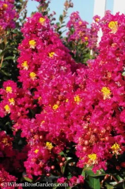 Berry Dazzle Dwarf Crape Myrtle - 2 Gallon Pot -Wilson Bros Gardens Crape Myrtle Berry Dazzle 11