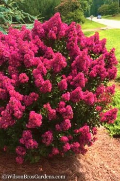 Berry Dazzle Dwarf Crape Myrtle - 2 Gallon Pot -Wilson Bros Gardens Crape Myrtle Berry Dazzle 14