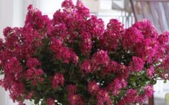 Berry Dazzle Dwarf Crape Myrtle - 2 Gallon Pot -Wilson Bros Gardens Crape Myrtle Berry Dazzle 3 1