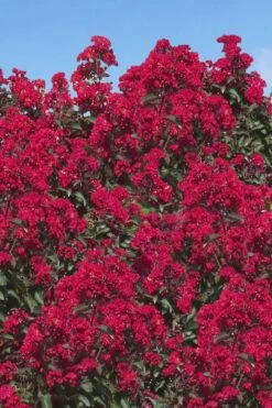 Double Dynamite Crape Myrtle Tree (Single Trunk Tree) - 7 Gallon Pot (5-6') -Wilson Bros Gardens Crape Myrtle Double Dynamite 26