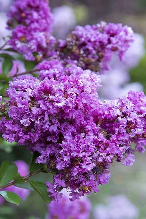 Early Bird Purple Crape Myrtle - 2 Gallon Pot 3 Early Bird Purple Crape Myrtle - 2 Gallon Pot