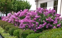 Early Bird Purple Crape Myrtle - 2 Gallon Pot 10 Early Bird Purple Crape Myrtle - 2 Gallon Pot -Wilson Bros Gardens Crape Myrtle Early Bird Purple 2