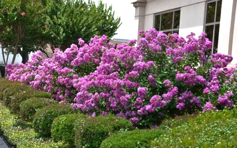 Early Bird Purple Crape Myrtle - 2 Gallon Pot 6 Early Bird Purple Crape Myrtle - 2 Gallon Pot - Image 4