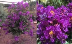 Purple Magic Crape Myrtle Tree (Multi Trunk) - 7 Gallon Pot -Wilson Bros Gardens Crape Myrtle Purple Magic 12