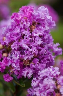 Purple Magic Crape Myrtle Tree (Single Trunk) - 7 Gallon Pot (6-7') 10 Purple Magic Crape Myrtle Tree (Single Trunk) - 7 Gallon Pot (6-7') -Wilson Bros Gardens Crape Myrtle Purple Magic 20 500x750 1