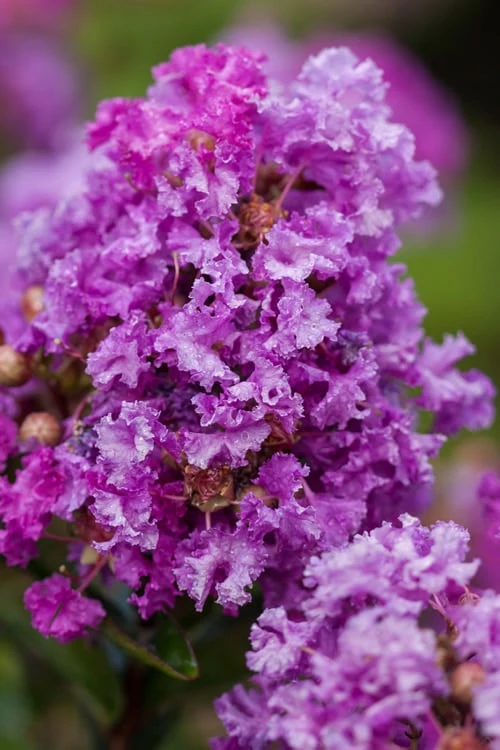 Purple Magic Crape Myrtle Tree (Single Trunk) - 7 Gallon Pot (6-7') 6 Purple Magic Crape Myrtle Tree (Single Trunk) - 7 Gallon Pot (6-7') - Image 4