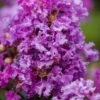 Purple Magic Crape Myrtle Tree (Multi Trunk) - 7 Gallon Pot 1 Purple Magic Crape Myrtle Tree (Multi Trunk) - 7 Gallon Pot -Wilson Bros Gardens Crape Myrtle Purple Magic 20 500x750 2