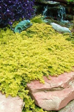 Golden Creeping Jenny (Lysimachia Nummularia 'Aurea') - 5 Pack Of Quart Pots -Wilson Bros Gardens Creeping Jenny 20