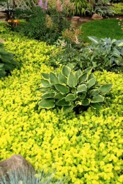 Golden Creeping Jenny (Lysimachia Nummularia 'Aurea') - 5 Pack Of Quart Pots -Wilson Bros Gardens Creeping Jenny 21