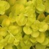 Golden Creeping Jenny (Lysimachia Nummularia 'Aurea') - 5 Pack Of Quart Pots -Wilson Bros Gardens Creeping Jenny 22