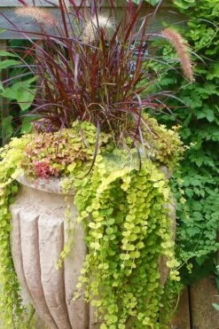 Golden Creeping Jenny - Lysimachia Nummularia Aurea - 10 Pack Of Pint Pots -Wilson Bros Gardens Creeping Jenny 26 1