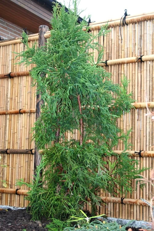 Rasen Sugi Cryptomeria Japanese Cedar - 3 Gallon Pot 9 Rasen Sugi Cryptomeria Japanese Cedar - 3 Gallon Pot - Image 7