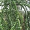 Rasen Sugi Cryptomeria Japanese Cedar - 3 Gallon Pot -Wilson Bros Gardens Cryptomeria Rasen Sugi 2