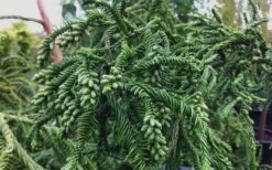 Rasen Sugi Cryptomeria Japanese Cedar - 3 Gallon Pot 13 Rasen Sugi Cryptomeria Japanese Cedar - 3 Gallon Pot -Wilson Bros Gardens Cryptomeria Rasen Sugi 3