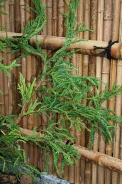 Rasen Sugi Cryptomeria Japanese Cedar - 3 Gallon Pot 14 Rasen Sugi Cryptomeria Japanese Cedar - 3 Gallon Pot -Wilson Bros Gardens Cryptomeria Rasen Sugi 4