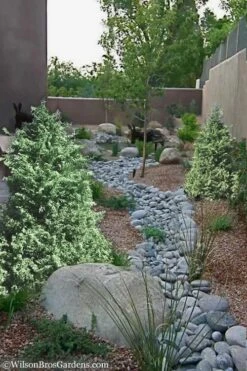 Marie's White Dwarf Hinoki Cypress - Chamaecyparis Obtusa 'Mariesii - 5 Gallon Pot 15 Marie's White Dwarf Hinoki Cypress - Chamaecyparis Obtusa 'Mariesii - 5 Gallon Pot -Wilson Bros Gardens Cypress Hinoki Mariessii 12