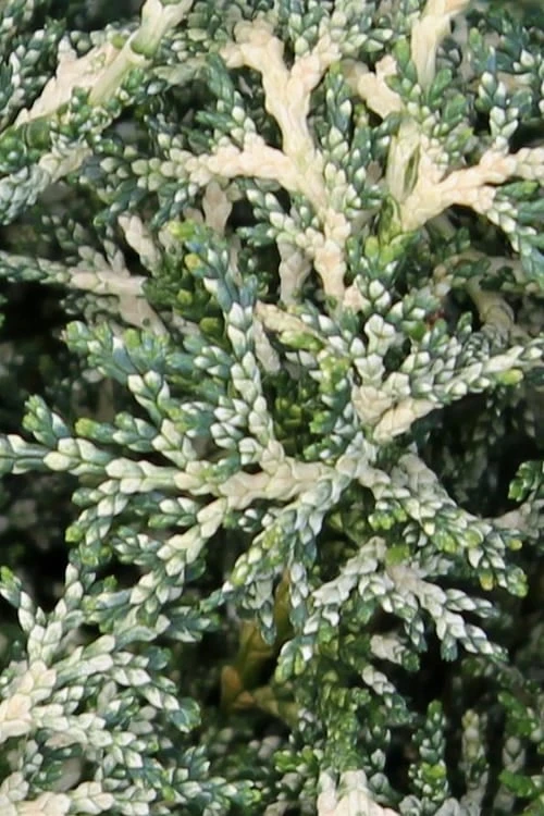 Marie's White Dwarf Hinoki Cypress - Chamaecyparis Obtusa 'Mariesii - 5 Gallon Pot 8 Marie's White Dwarf Hinoki Cypress - Chamaecyparis Obtusa 'Mariesii - 5 Gallon Pot - Image 6