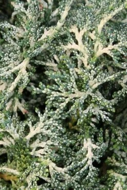 Marie's White Dwarf Hinoki Cypress - Chamaecyparis Obtusa 'Mariesii - 5 Gallon Pot 17 Marie's White Dwarf Hinoki Cypress - Chamaecyparis Obtusa 'Mariesii - 5 Gallon Pot -Wilson Bros Gardens Cypress Hinoki Mariessii 6