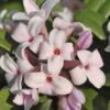 Eternal Fragrance Pink Summer Daphne - Daphne X Transatlantica 'BLAFRA' - 1 Gallon Pot -Wilson Bros Gardens Daphne Eternal Fragrance 1