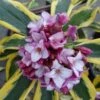 Maejima Variegated Pink Winter Daphne - 2 Gallon Pot 1 Maejima Variegated Pink Winter Daphne - 2 Gallon Pot -Wilson Bros Gardens Daphne Odora Maejima 500x750 1