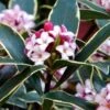 Variegated Pink Winter Daphne - 1 Gallon Pot 1 Variegated Pink Winter Daphne - 1 Gallon Pot -Wilson Bros Gardens Daphne Odora Variegata Winter Daphne 500x750 1