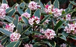 Variegated Pink Winter Daphne - 1 Gallon Pot -Wilson Bros Gardens Daphne odora Aureo Marginata