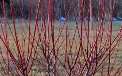 Variegated Dappled Willow Tree - Salix Integra 'Hakuro Nishiki' - 5 Gallon Pot 9 Variegated Dappled Willow Tree - Salix Integra 'Hakuro Nishiki' - 5 Gallon Pot -Wilson Bros Gardens Dappled Willow Tree Stems