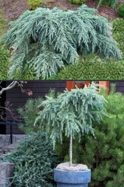 Feelin Blue Deodar Cedar (Single Trunk Tree Form) - 2 Gallon Pot -Wilson Bros Gardens Deodar Cedar Feelin Blue 500x750 1