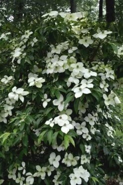 Empress Of China Dogwood - 5 Gallon Pot 13 Empress Of China Dogwood - 5 Gallon Pot -Wilson Bros Gardens Dogwood Empress Of China 35 1