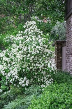 Empress Of China Dogwood - 5 Gallon Pot 12 Empress Of China Dogwood - 5 Gallon Pot -Wilson Bros Gardens Dogwood Empress Of China 500x750 2