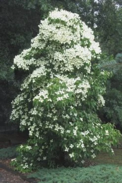 Empress Of China Dogwood - 5 Gallon Pot 14 Empress Of China Dogwood - 5 Gallon Pot -Wilson Bros Gardens Dogwood Empress Of China 51 1