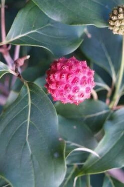 Empress Of China Dogwood - 5 Gallon Pot 15 Empress Of China Dogwood - 5 Gallon Pot -Wilson Bros Gardens Dogwood Empress of China 31 1