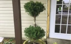 Poodle Tier Dwarf Alberta Spruce 3 Ball Topiary (3-Ball) - 3 Gallon Pot -Wilson Bros Gardens Dwarf Alberta Spruce Poodle Tier