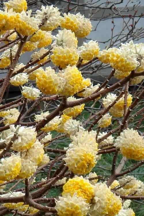 Winter Gold Edgeworthia Chrysantha - Paper Bush - 3 Gallon Pot 6 Winter Gold Edgeworthia Chrysantha - Paper Bush - 3 Gallon Pot - Image 4