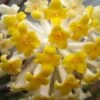 Winter Gold Edgeworthia Chrysantha - Paper Bush - 3 Gallon Pot 2 Winter Gold Edgeworthia Chrysantha - Paper Bush - 3 Gallon Pot -Wilson Bros Gardens Edgeworthia BS