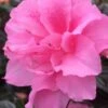 Autumn Carnation Encore Azalea - 7 Gallon Pot 1 Autumn Carnation Encore Azalea - 7 Gallon Pot -Wilson Bros Gardens Encore Azalea Autumn Carnation 3 500x750 1
