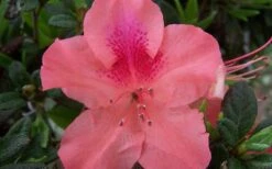 Autumn Coral Encore Azalea - 1 Gallon Pot -Wilson Bros Gardens Encore Azalea Autumn Coral