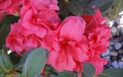 Autumn Rouge Encore Azalea - 1 Gallon Pot -Wilson Bros Gardens Encore Azalea Autumn Rouge 5