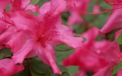 Autumn Sundance Encore Azalea - 3 Gallon Pot -Wilson Bros Gardens Encore Azalea Autumn Sundance 51