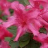 Autumn Sundance Encore Azalea - 3 Gallon Pot 2 Autumn Sundance Encore Azalea - 3 Gallon Pot -Wilson Bros Gardens Encore Azalea Autumn Sundance Rev 500x750 1